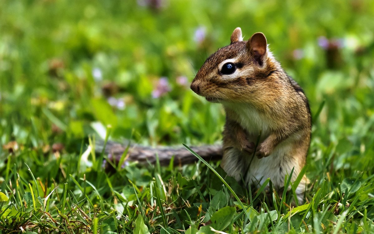 Маленький бурундук