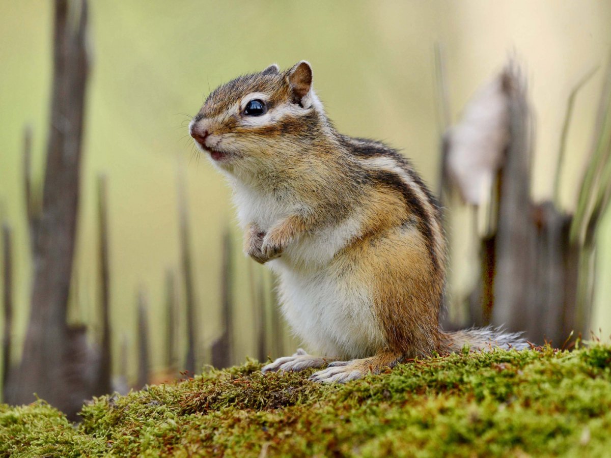 Сумчатый бурундук