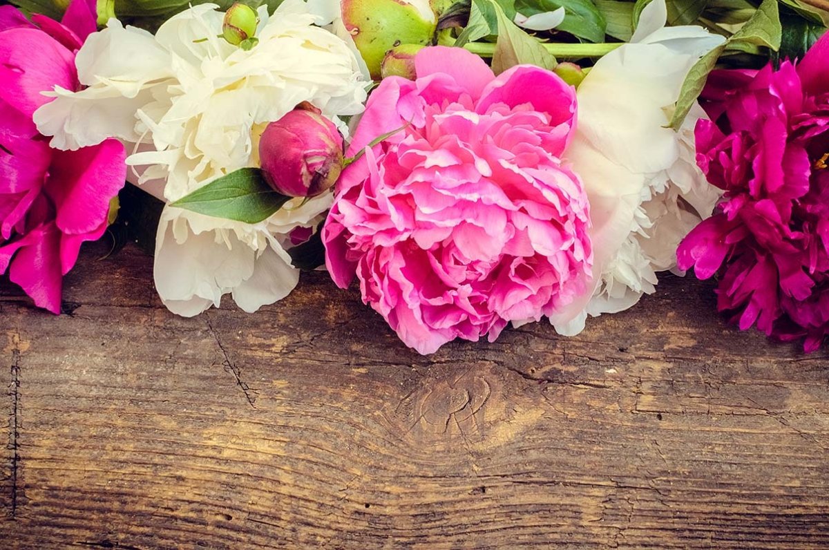 Пионы фуксия фон