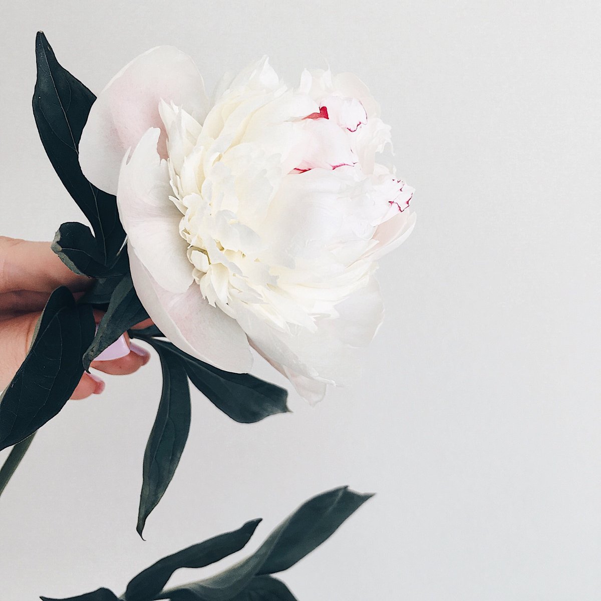 Белые пионы в руках