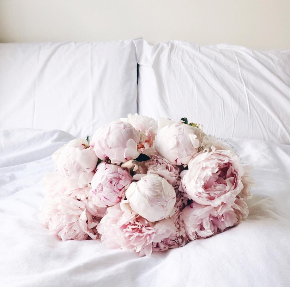 Пионы на заставку телефона