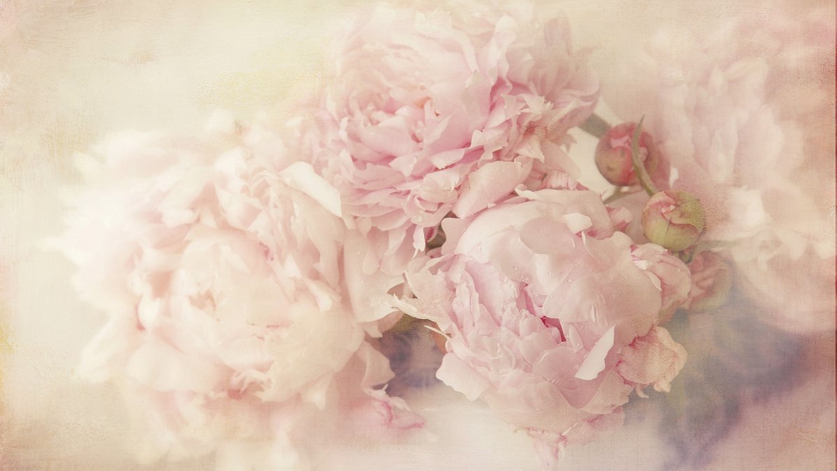 Мария Павлова пионы