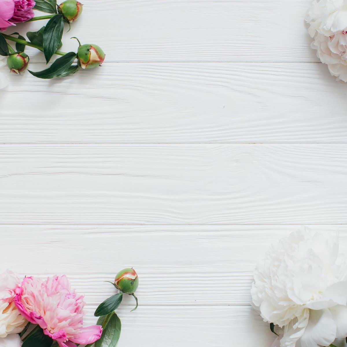 Пион китайский розовый aesthetic