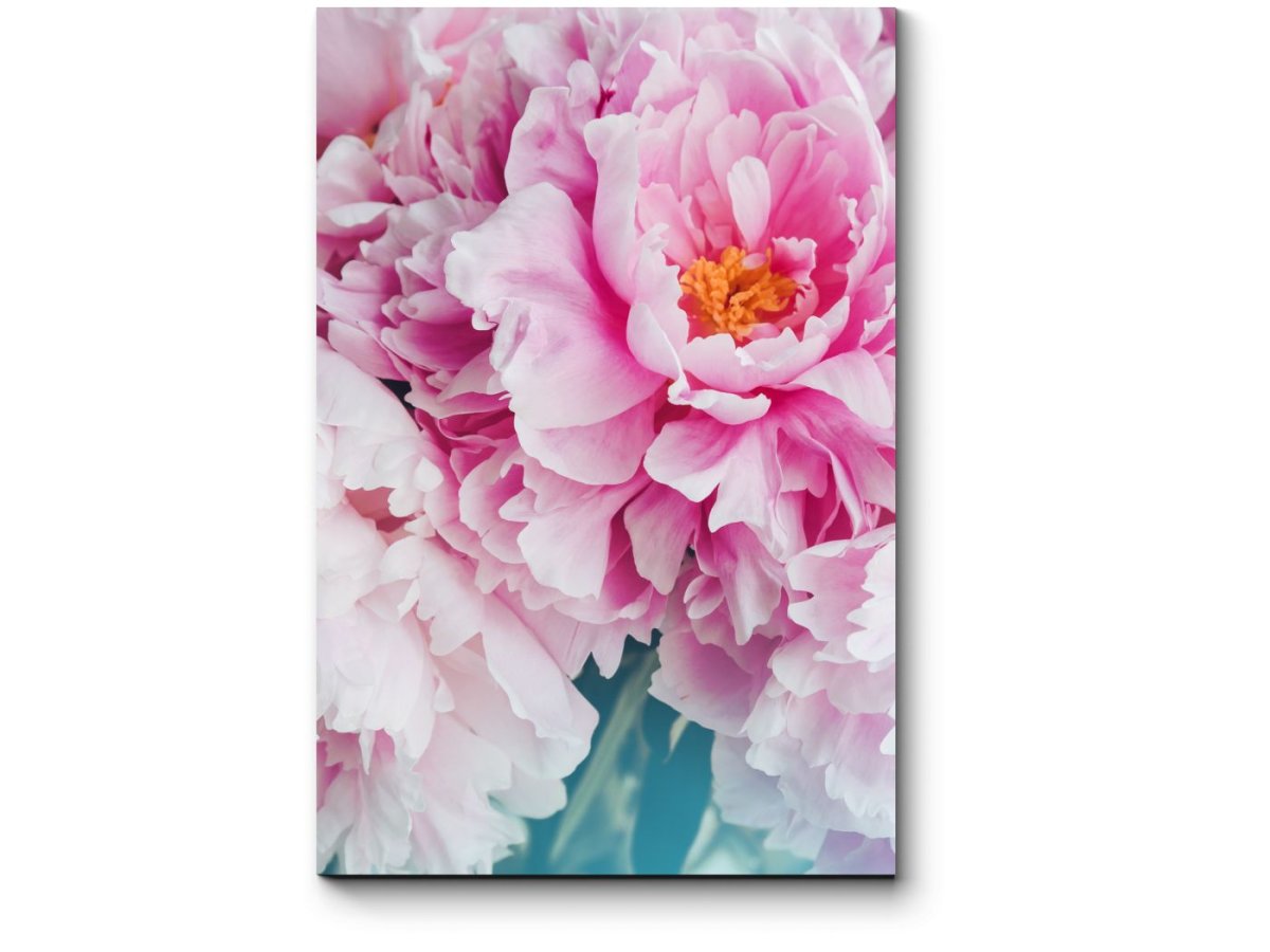 Пионы Эстетика