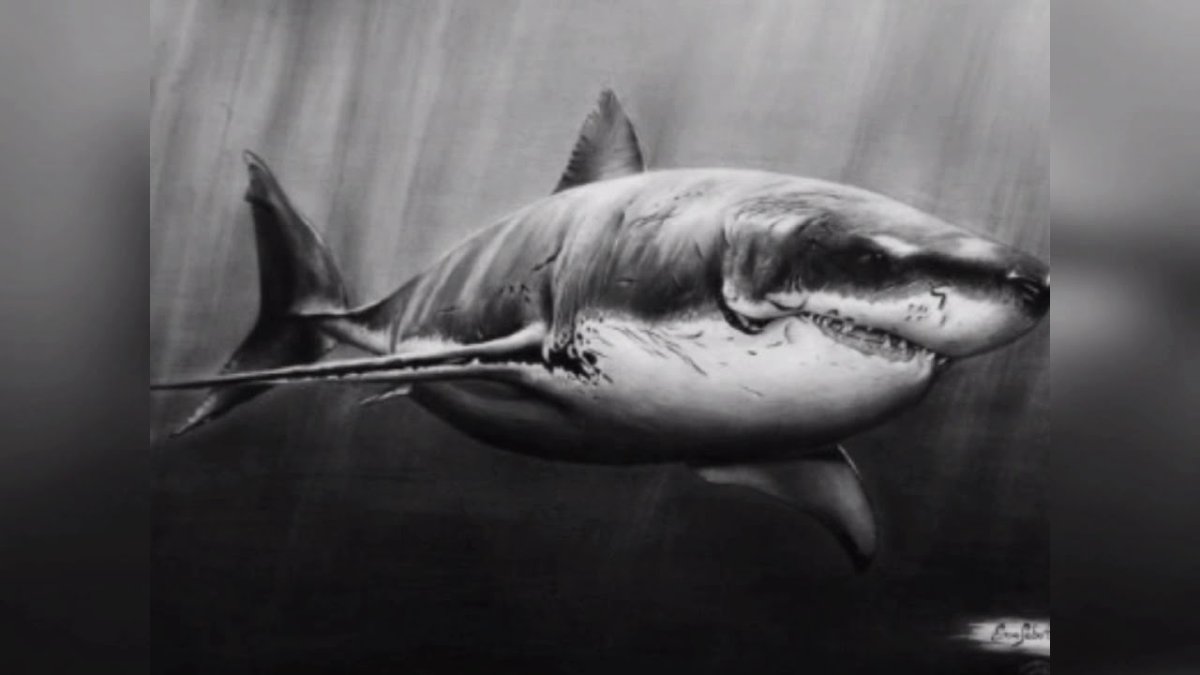 Красивая акула рисунок