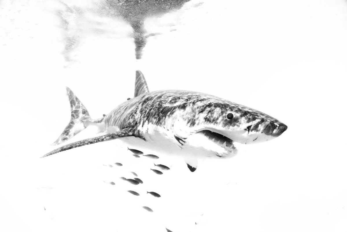 Белая акула рисунок