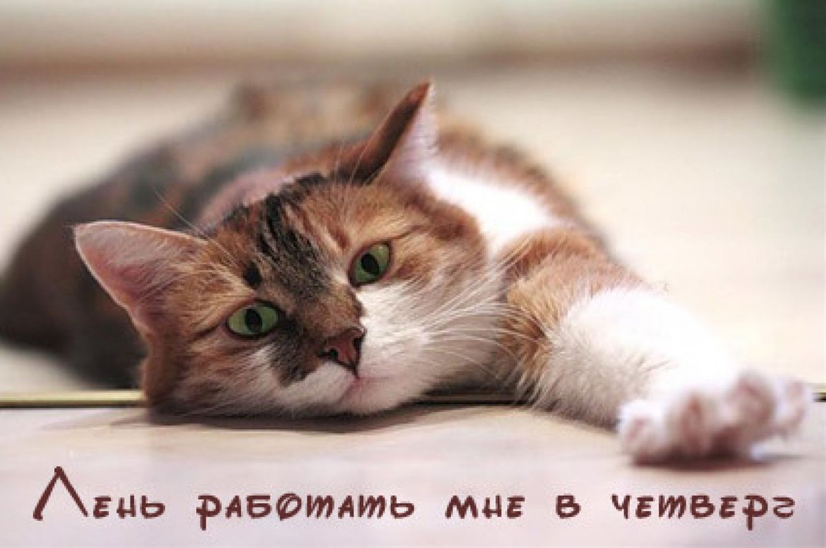 Четверг с котиками