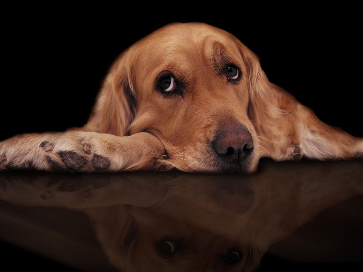 Грустная собака