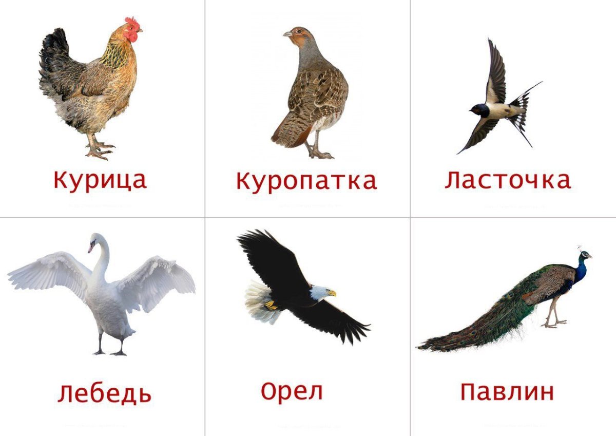 Лото животные для детей