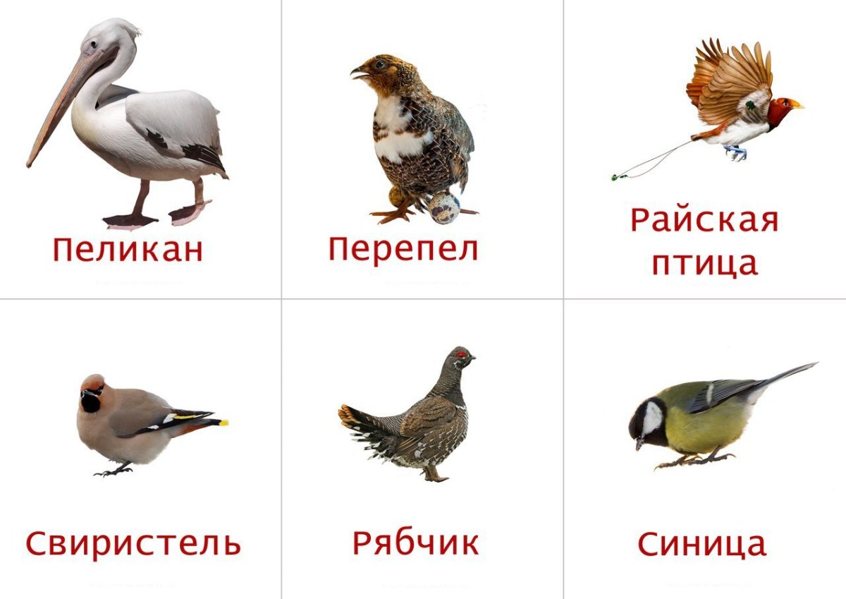 Домашние птицы (Гусь, утка, индюк)