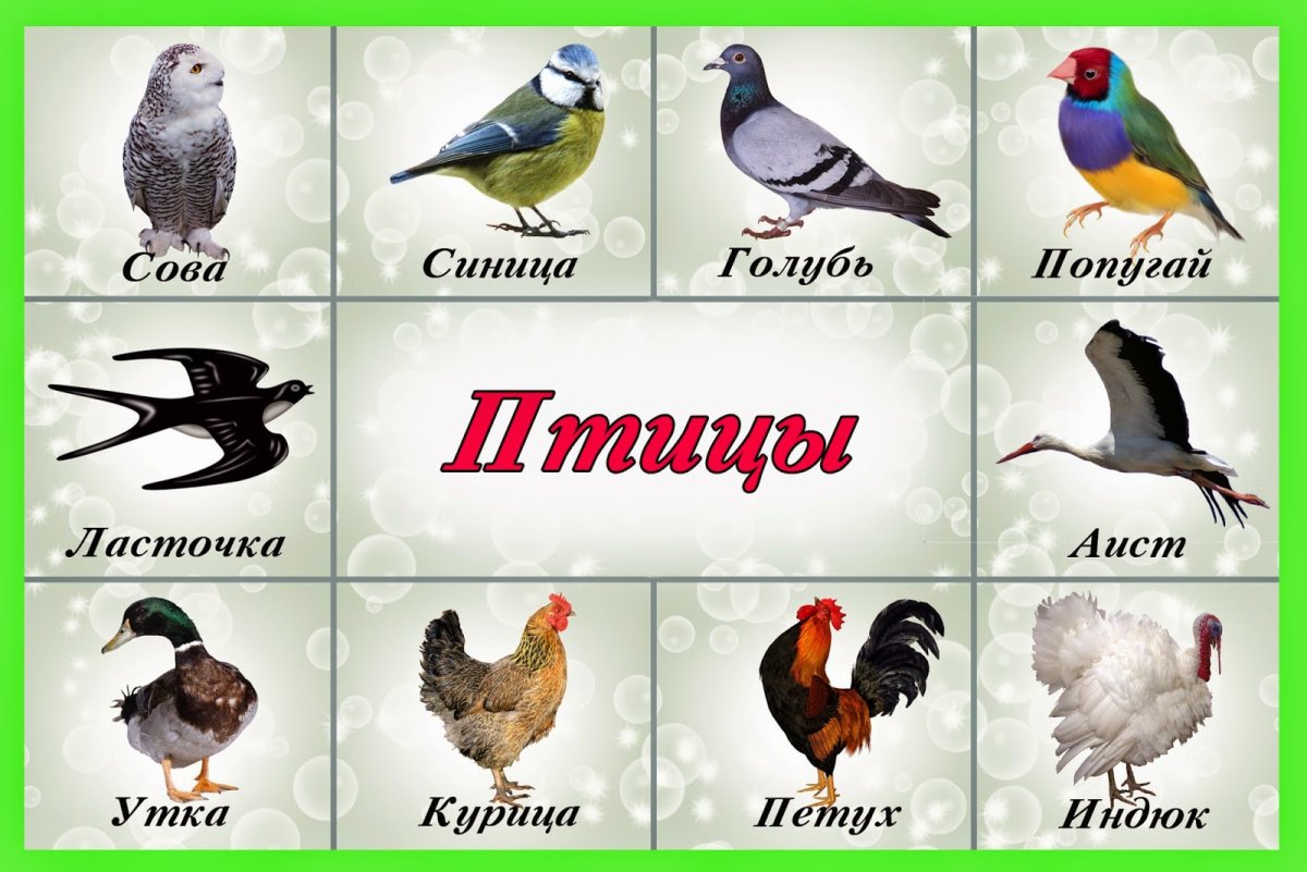 Карточки для детей. Птицы