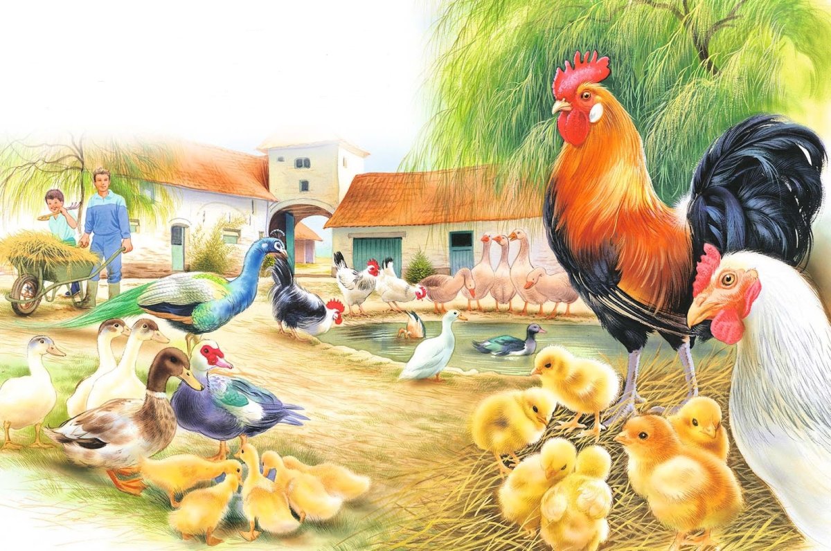 Наглядные пособия домашние птицы