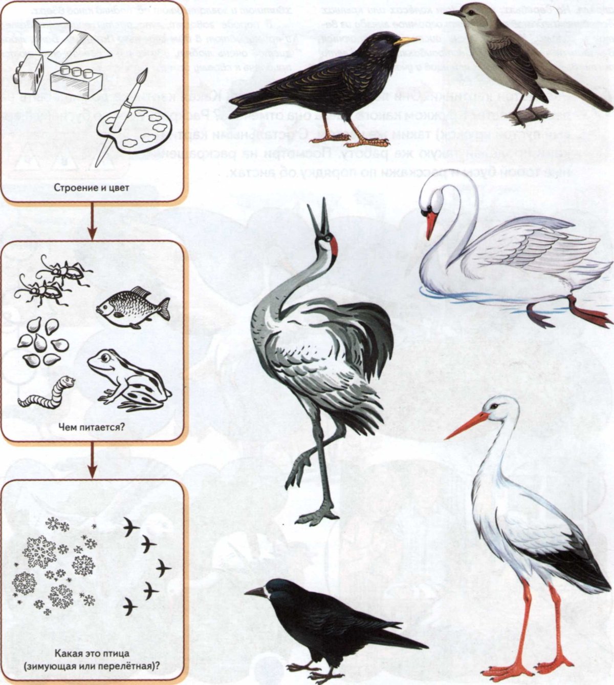 Дошниеживотные для детей