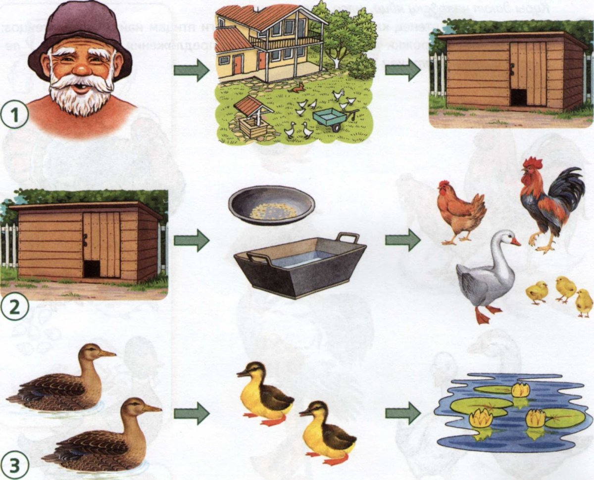 Домашние птицы раскраска для детей