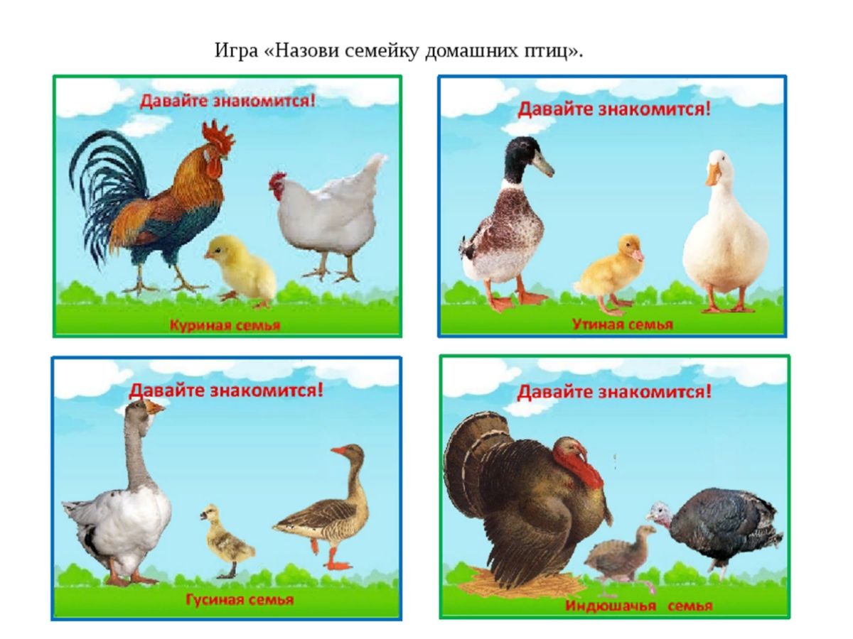 Теремкова перелетные птицы