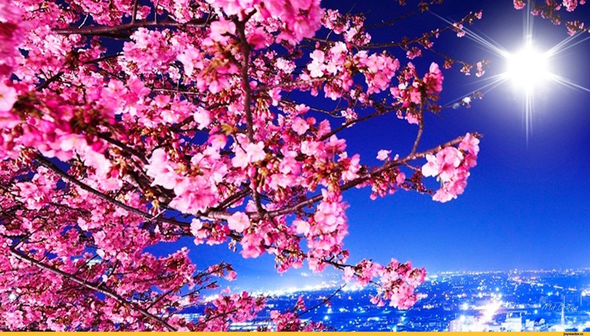 Красивая Сакура