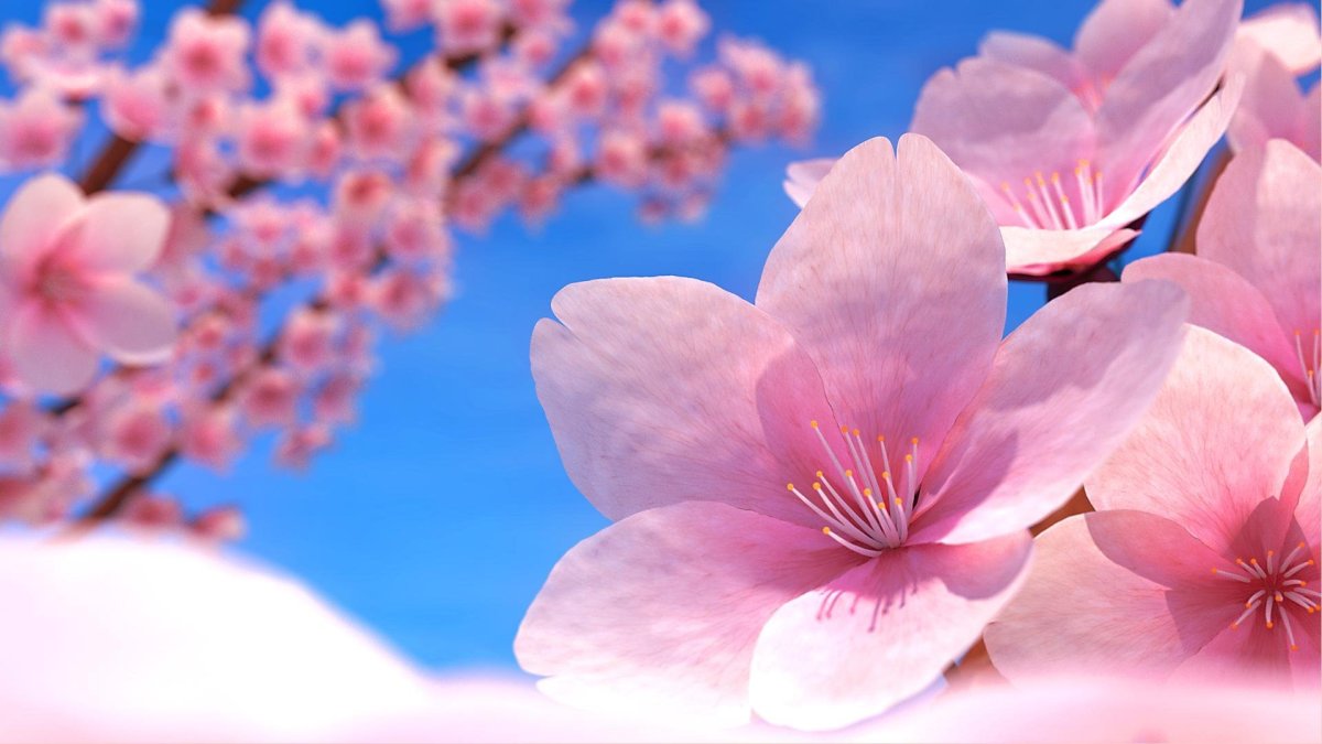 Весенние цветы