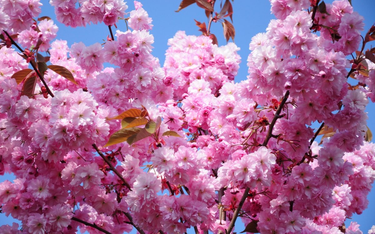 Черри блоссом цветок