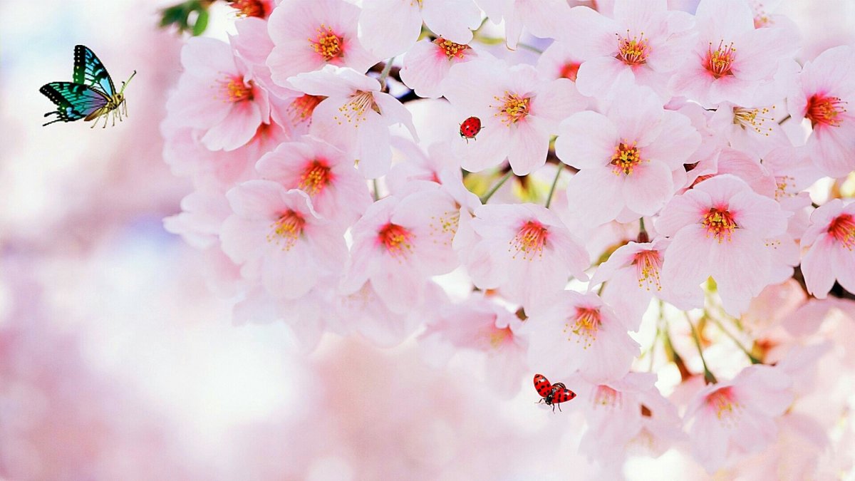 Сакура бело розовая