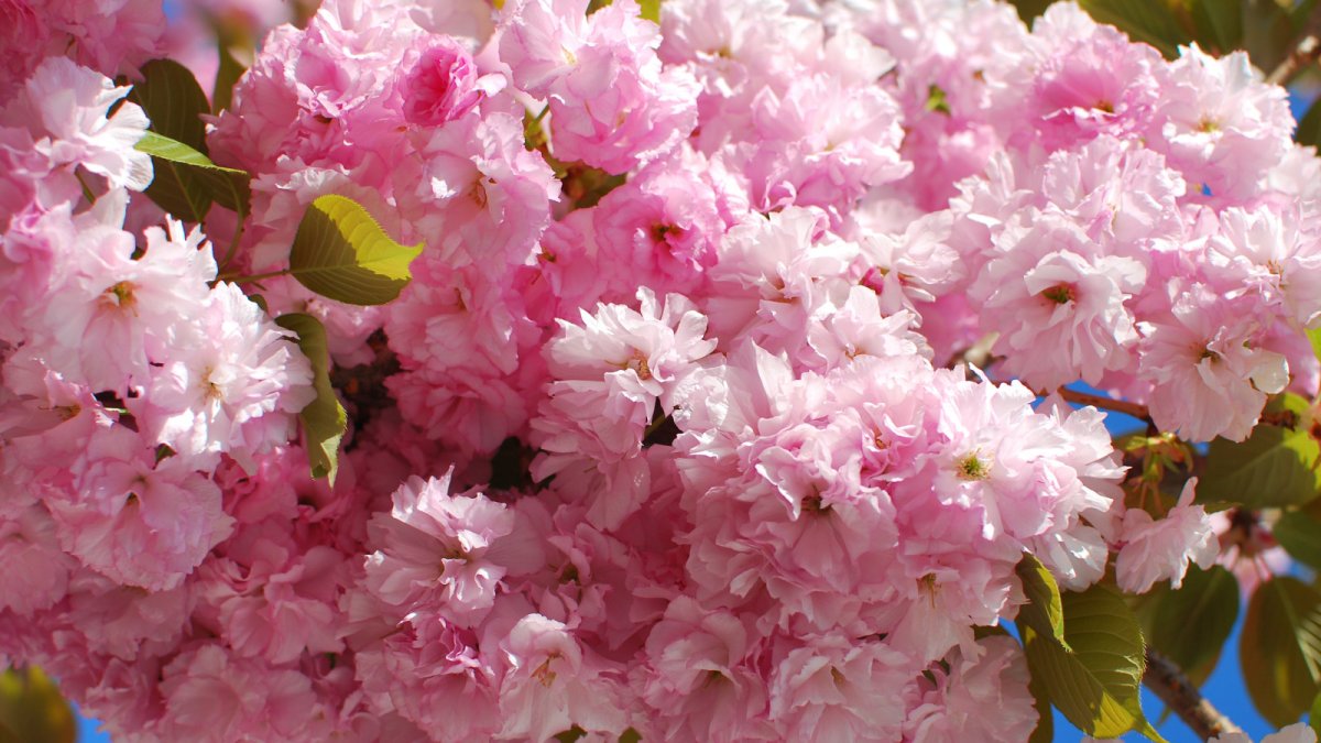 Пышная Сакура цветение