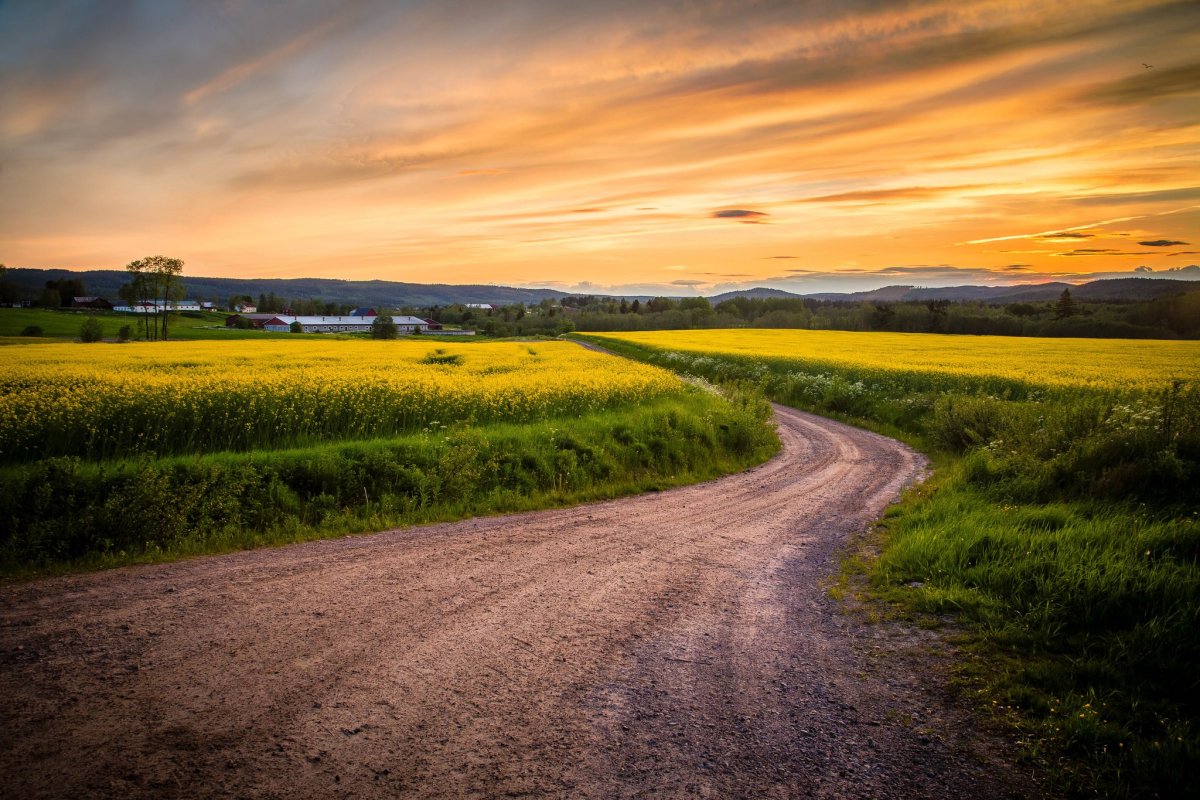 Тропинка в поле