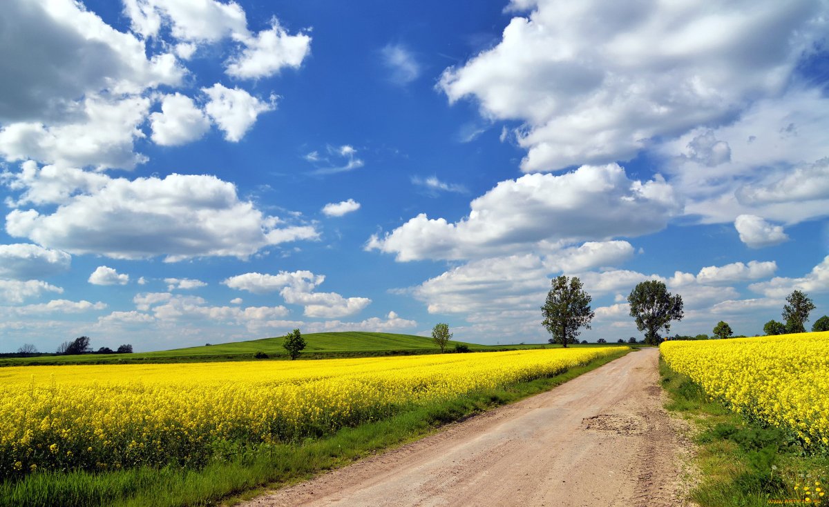 Лето Проселочная дорога