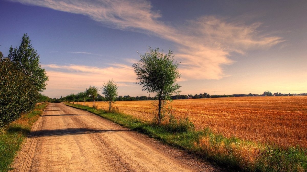 Поле с дорогой