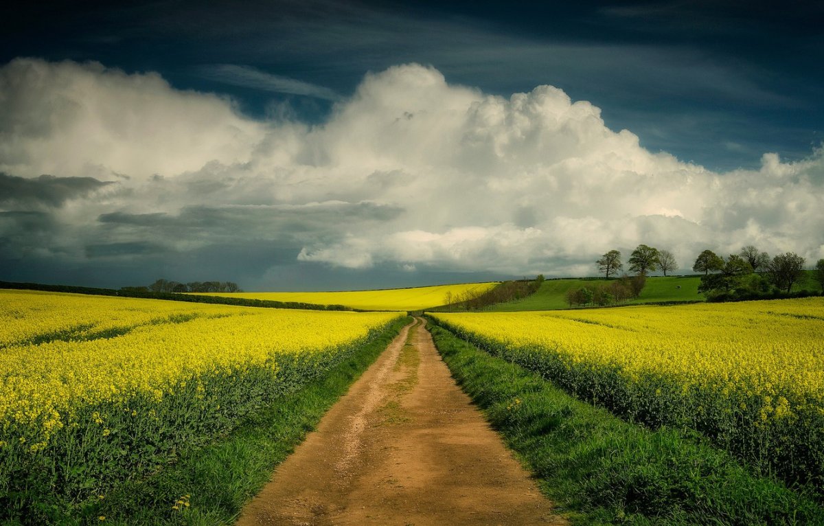 Дорога в цветочном поле