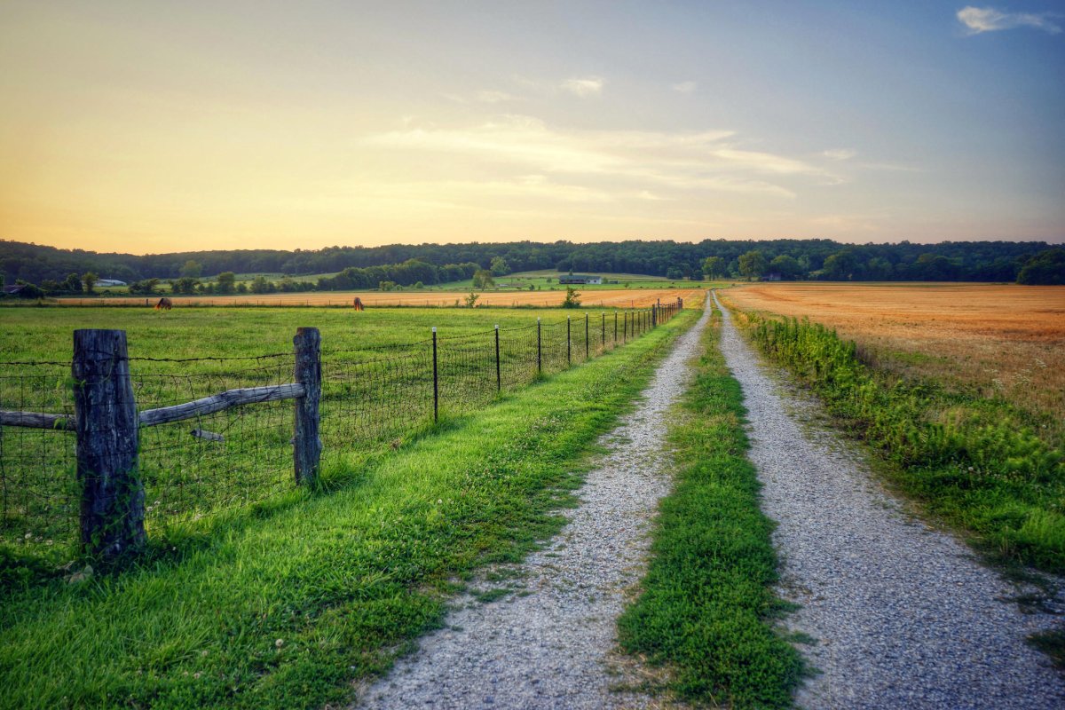 Поле с дорогой