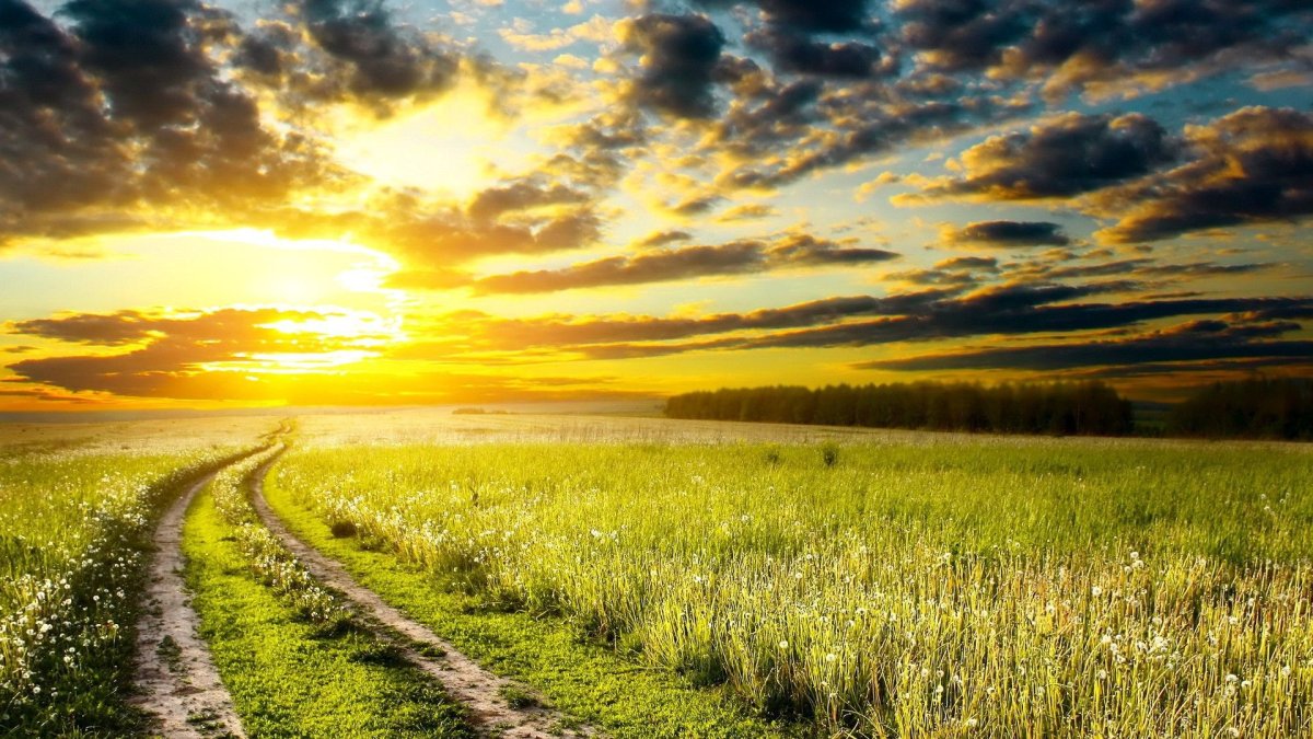 Поле солнце