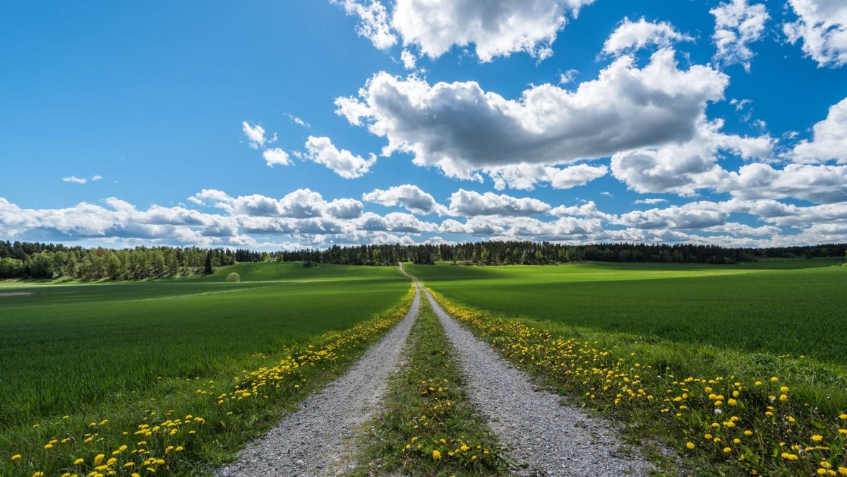 Дорога в поле