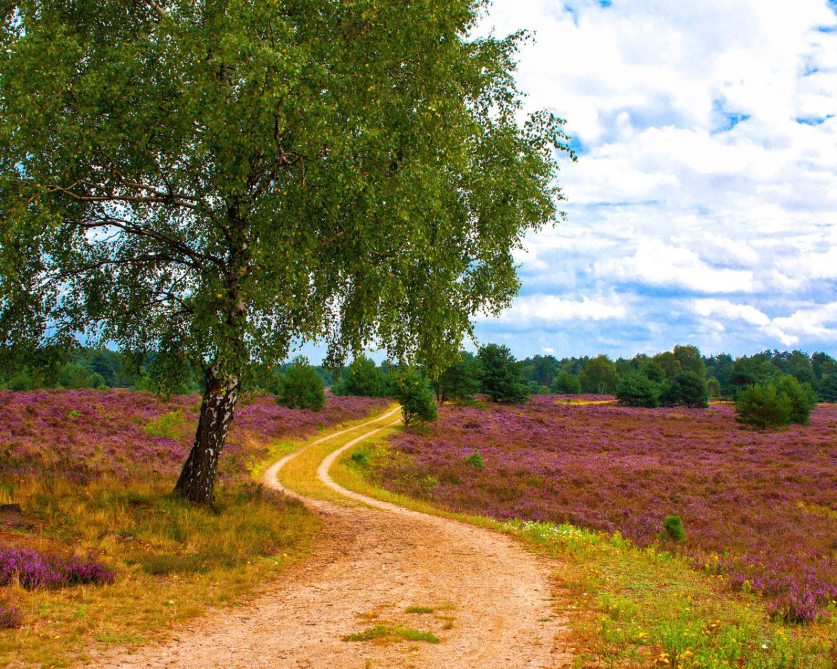 Север Гансовский тропинка в поле