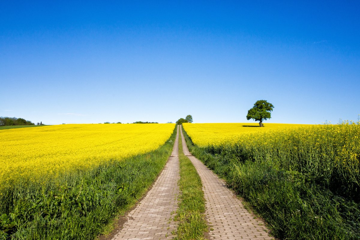 Дорога в поле