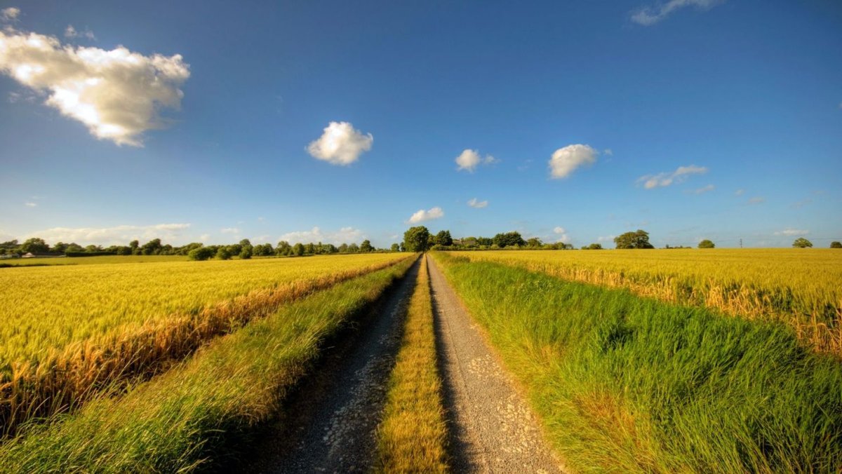 Летняя дорога