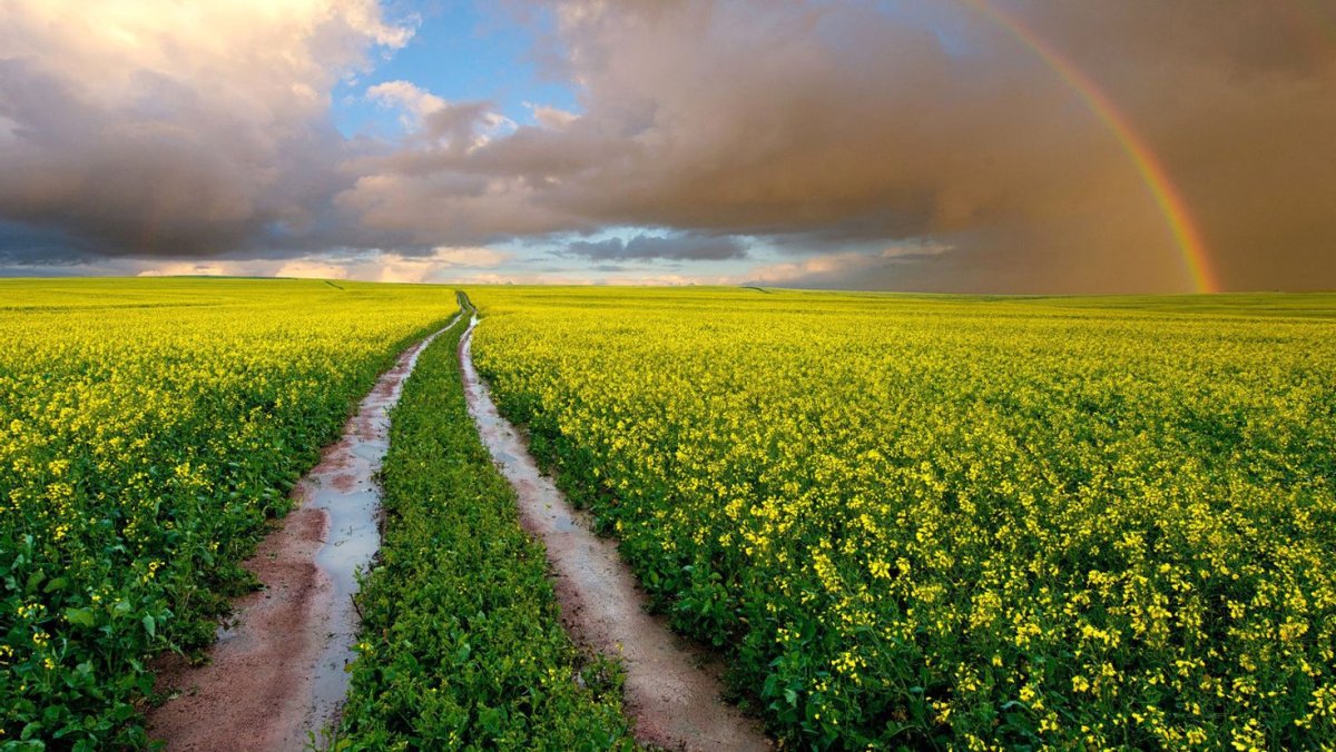 Красивая природа поле