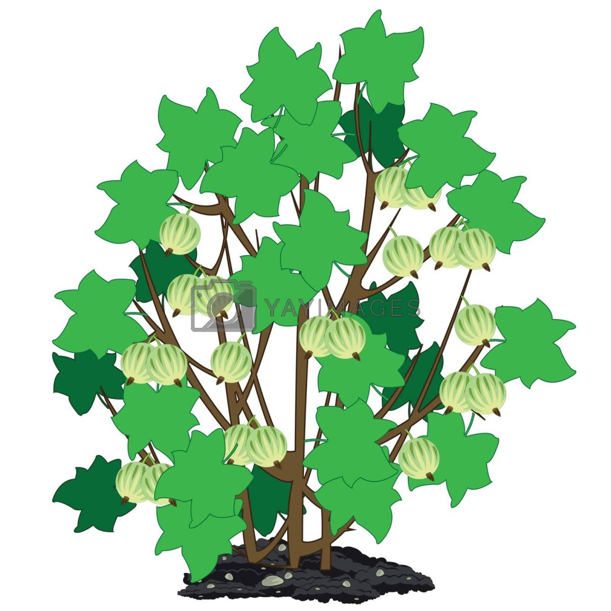 Куст смородины для детей