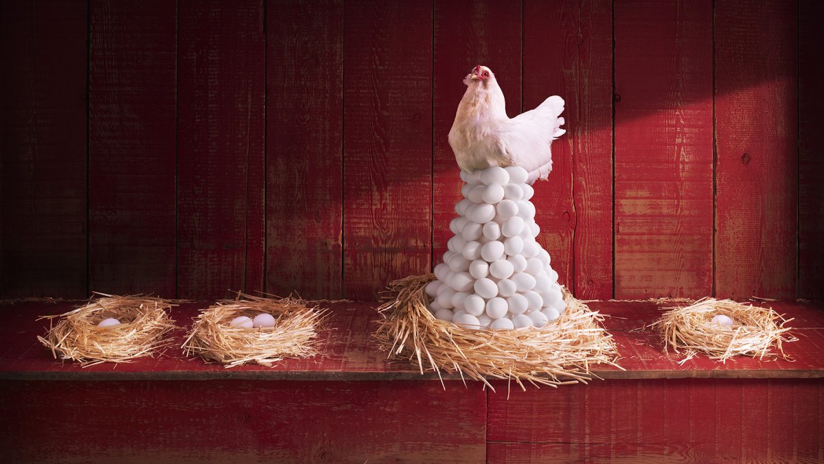 Тульская рыжеперая курица