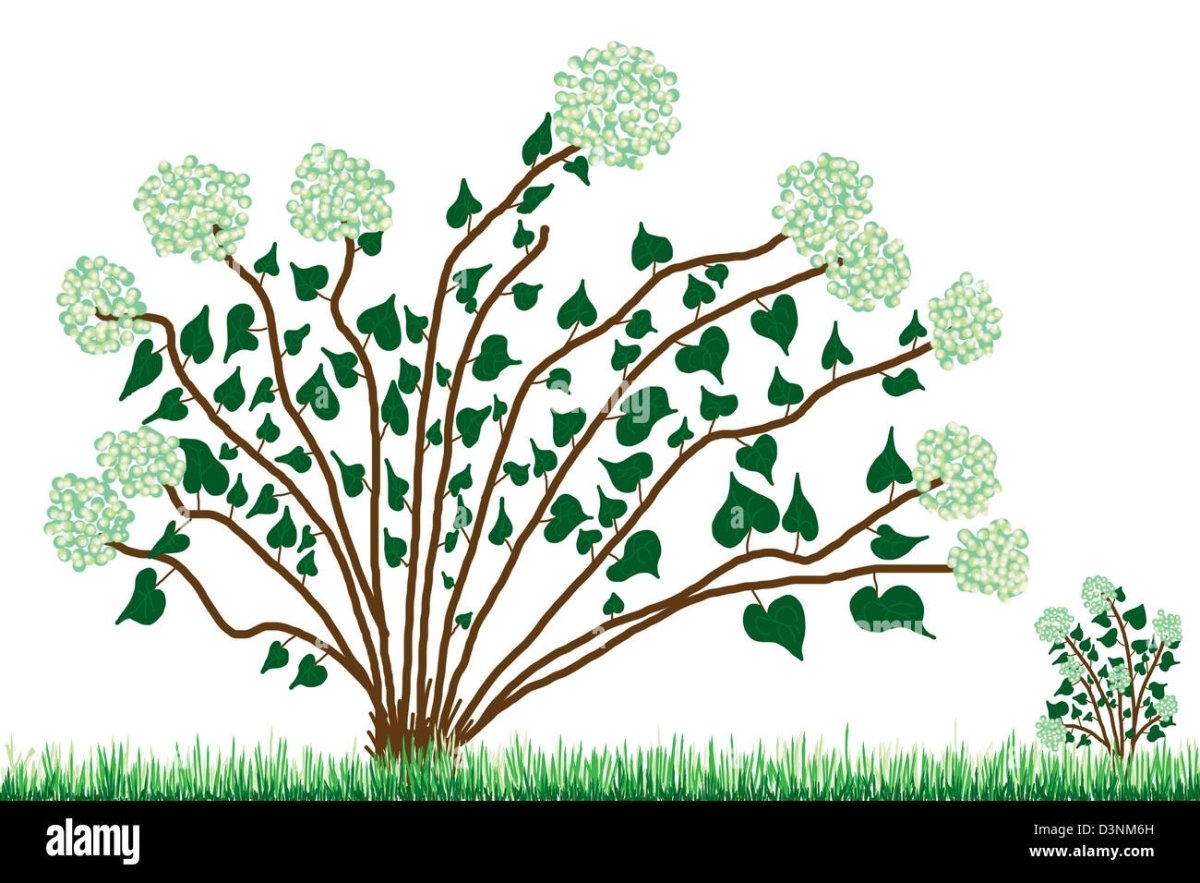 Куст рисунок для детей