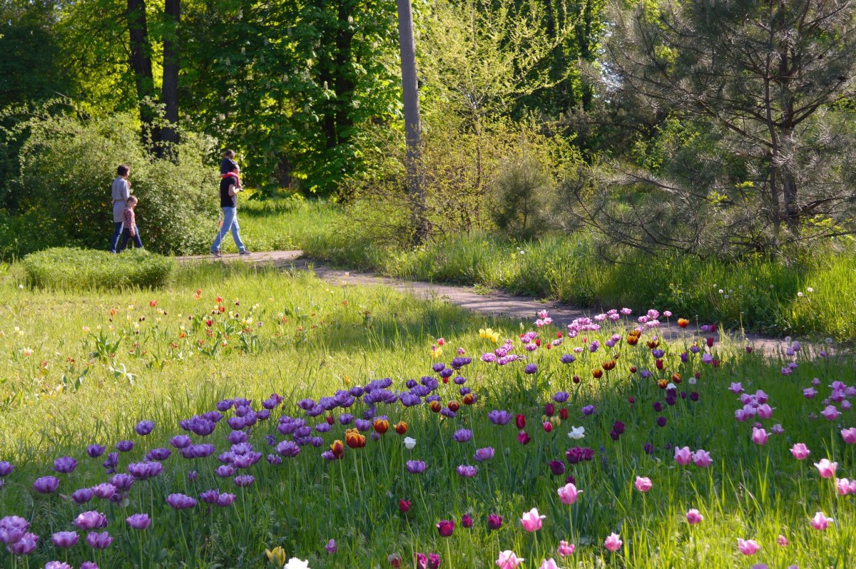 Мавританский газон Альпийский луг
