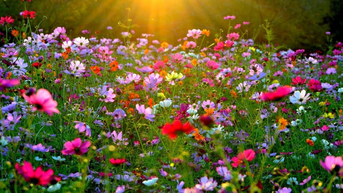 Поляна цветов