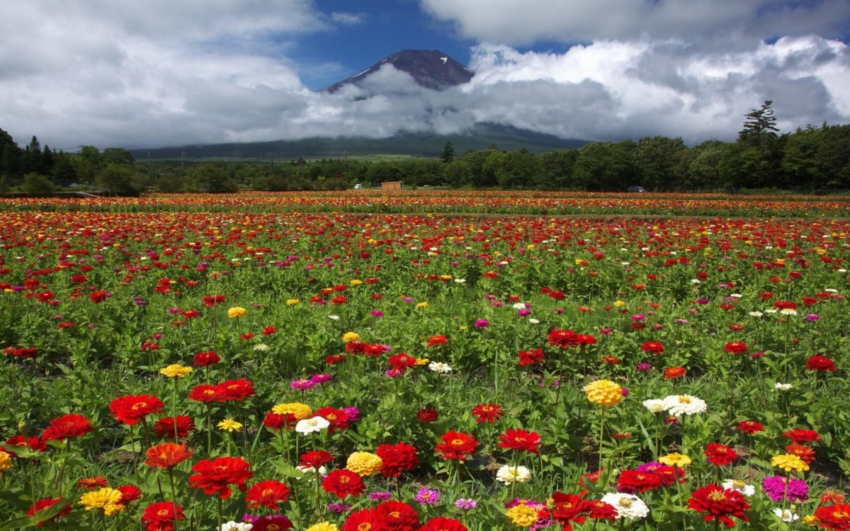 Цветочное поле