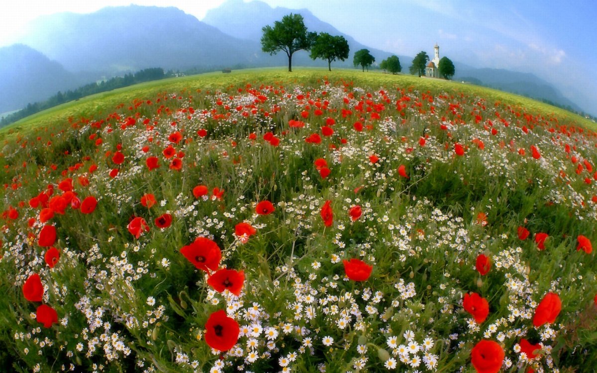 Поле с маками и ромашками