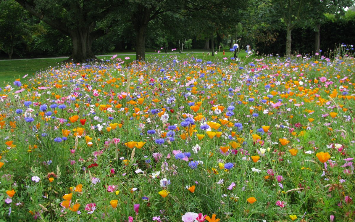 Поляна цветов