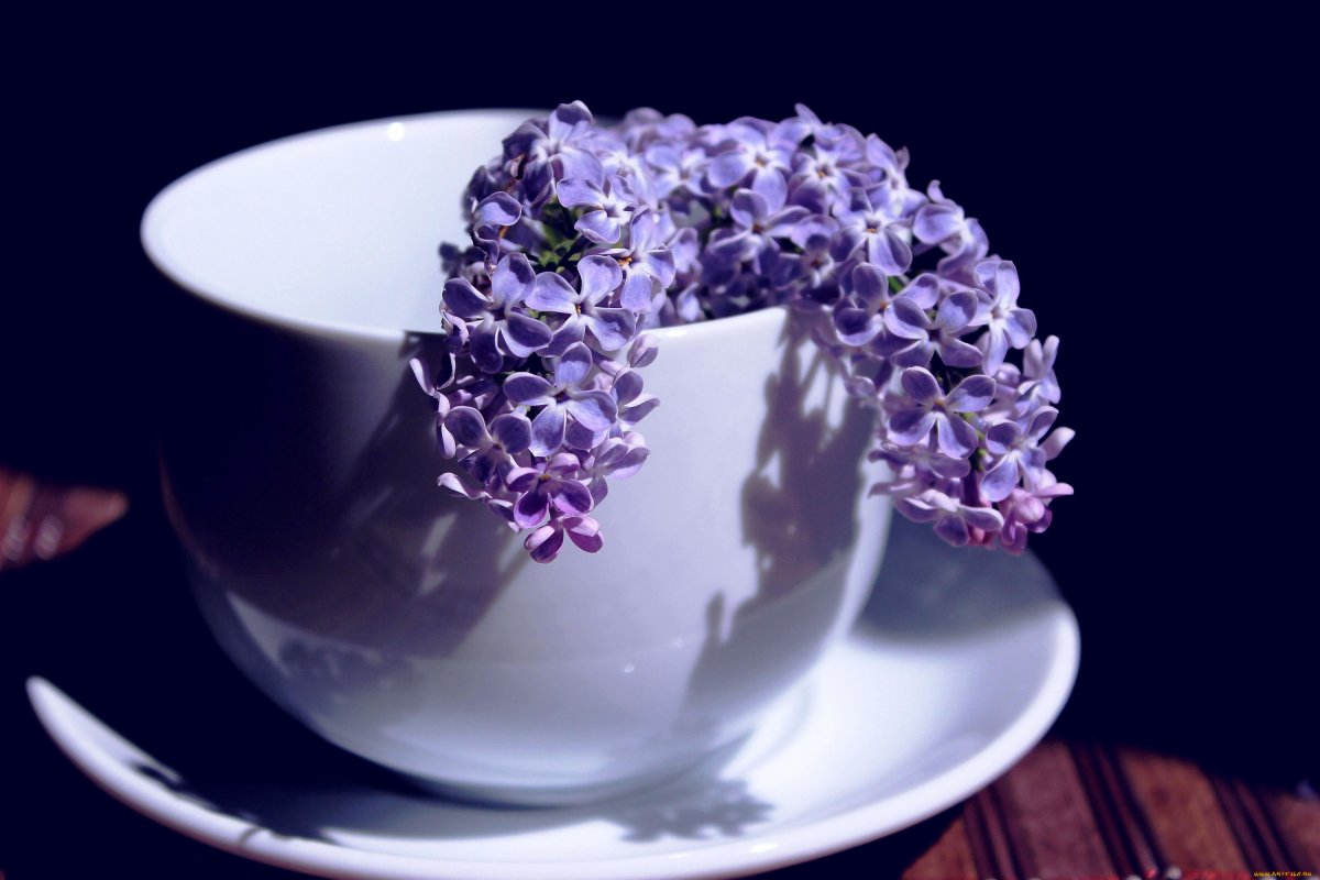 Сиреневые цветы в чашке