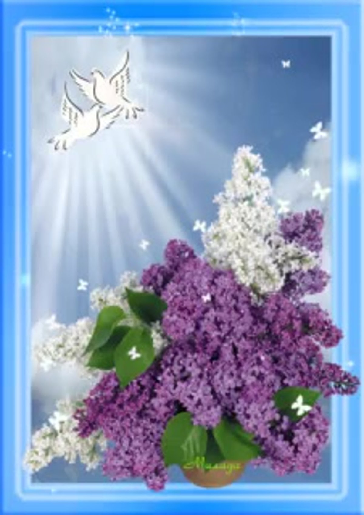 Открытки с сиренью