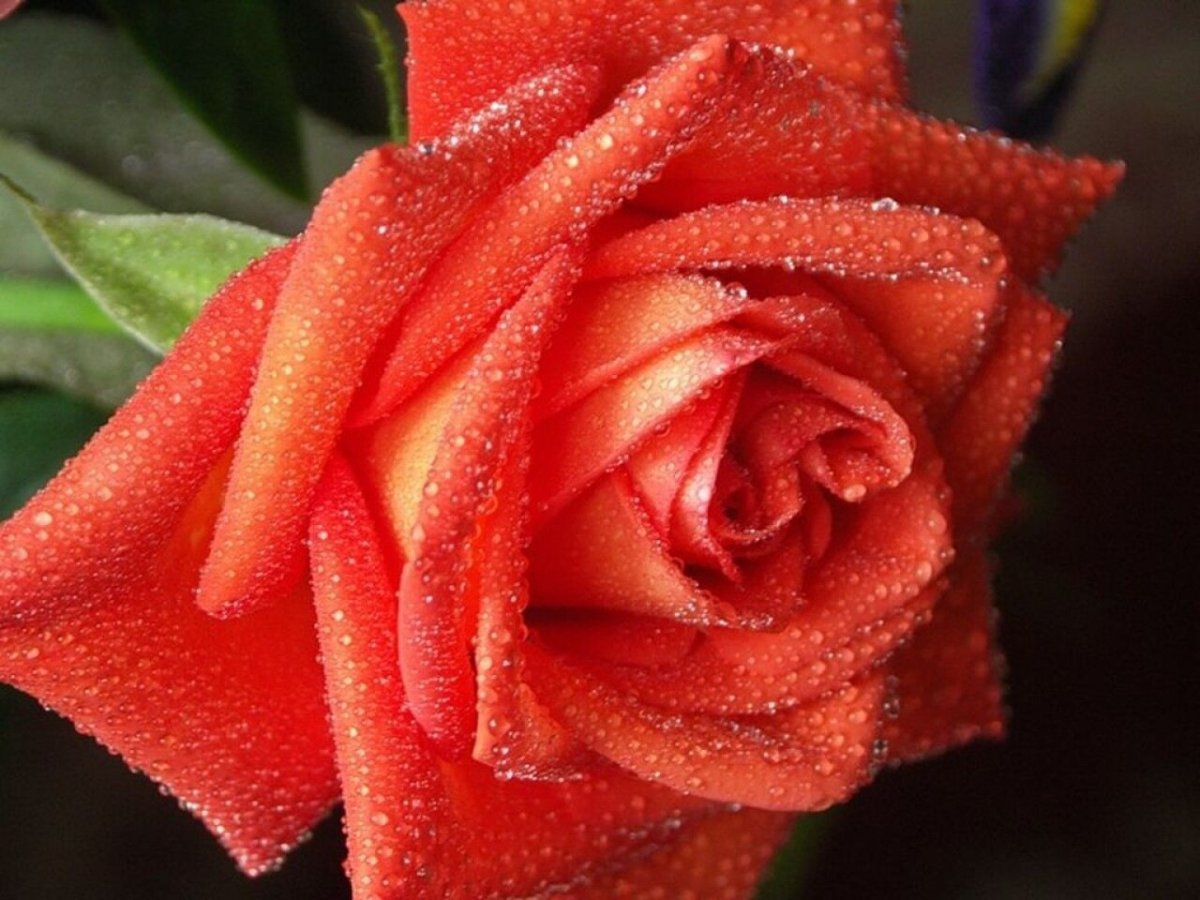 Розы супер красивые