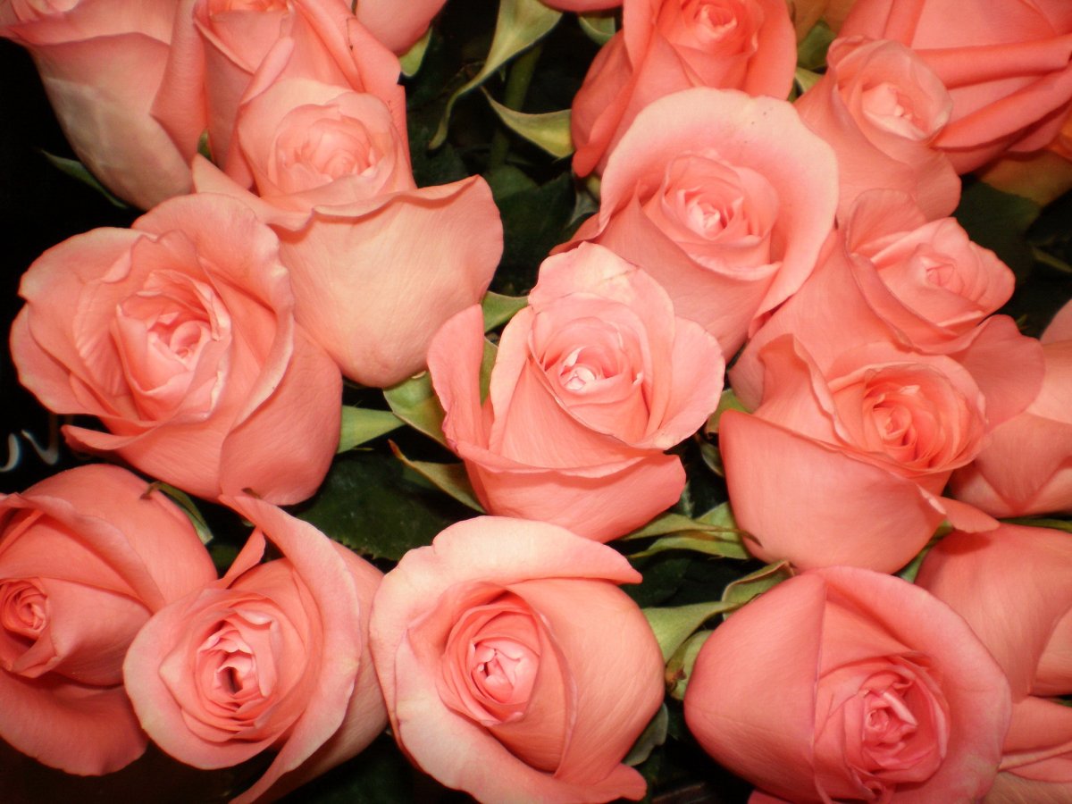 Роза грандиоза