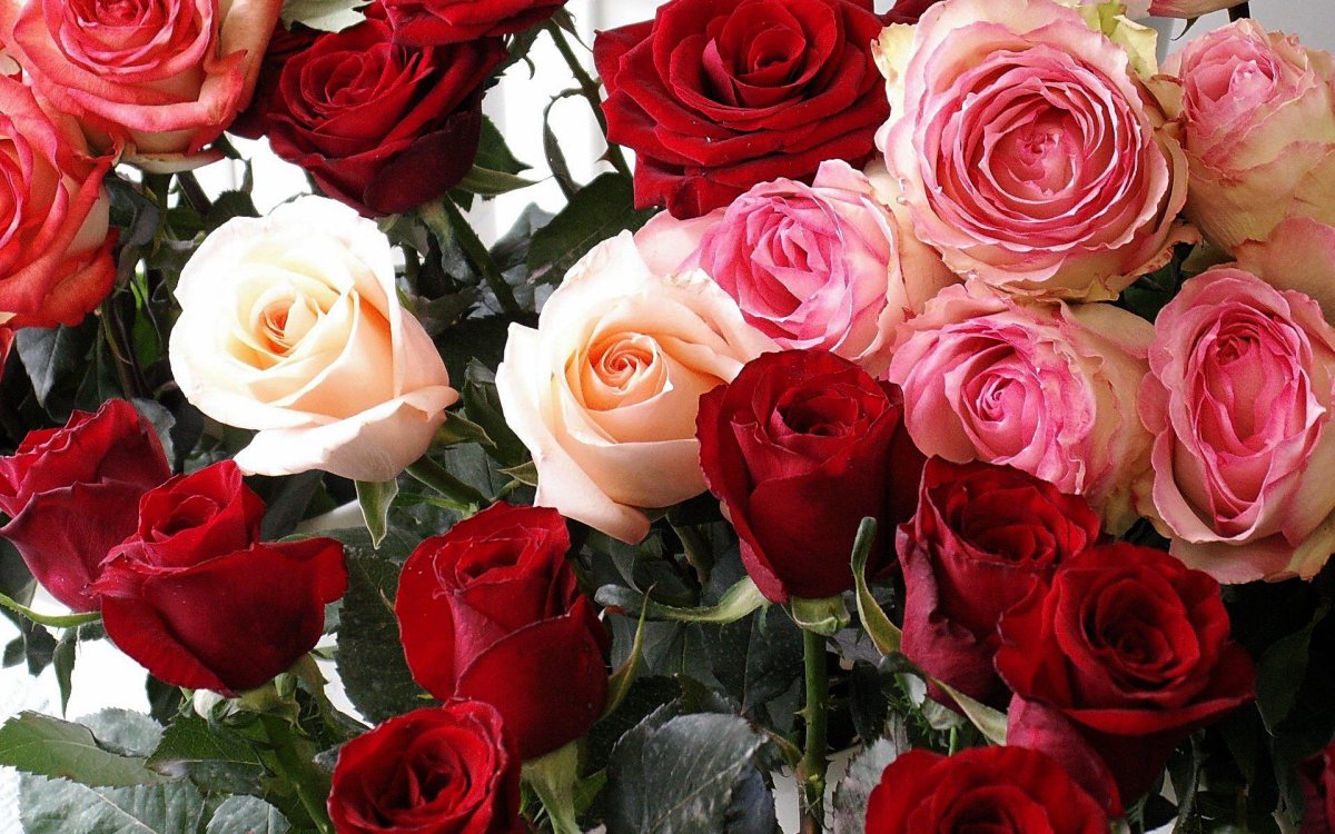 Цветы розы много