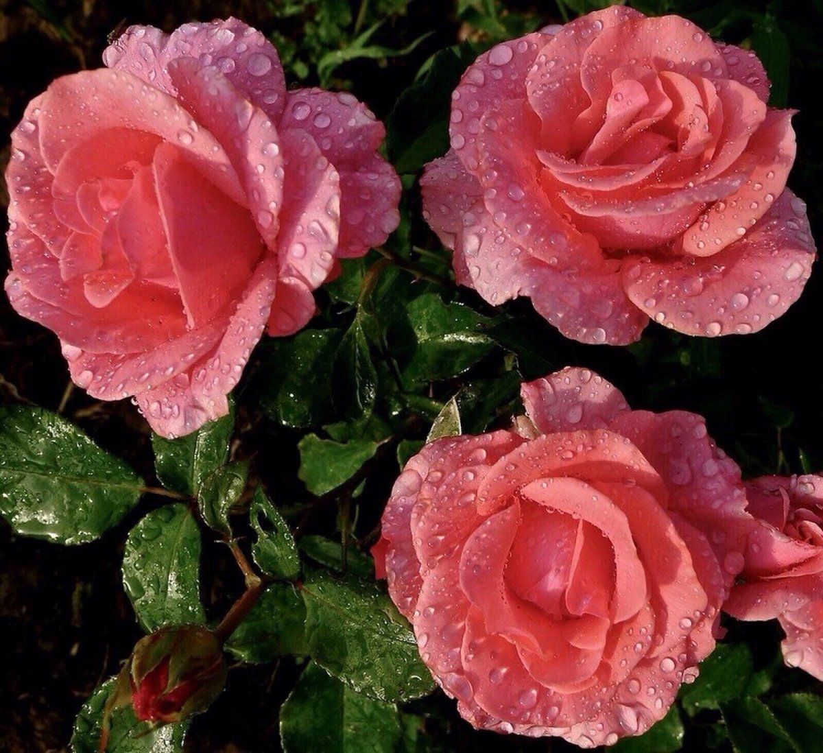 Роза чайно гибридная Шантелла (Shantella)