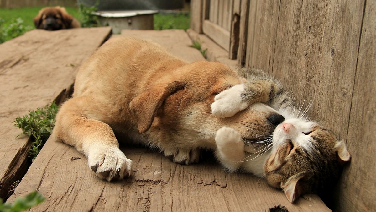 Забавные животные